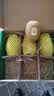 佳沛（zespri）新西兰阳光金奇异果6粒装88-103g猕猴桃水果中秋节礼品送水果礼盒 实拍图