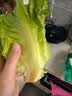 【烧烤季】钟灵山罗马生菜400g 实拍图