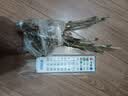 花翁牡丹花苗盆栽洛阳正宗对版花卉绿植 魏紫（6-8分叉）源头直发 实拍图