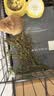 喜帅烘干紫花苜蓿草 幼兔兔粮牧草干草龙猫荷兰猪磨牙饲料净重750g 实拍图