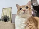 皇家猫粮 成猫猫粮 营养均衡 F32 通用粮 1-7岁 4.5KG 实拍图