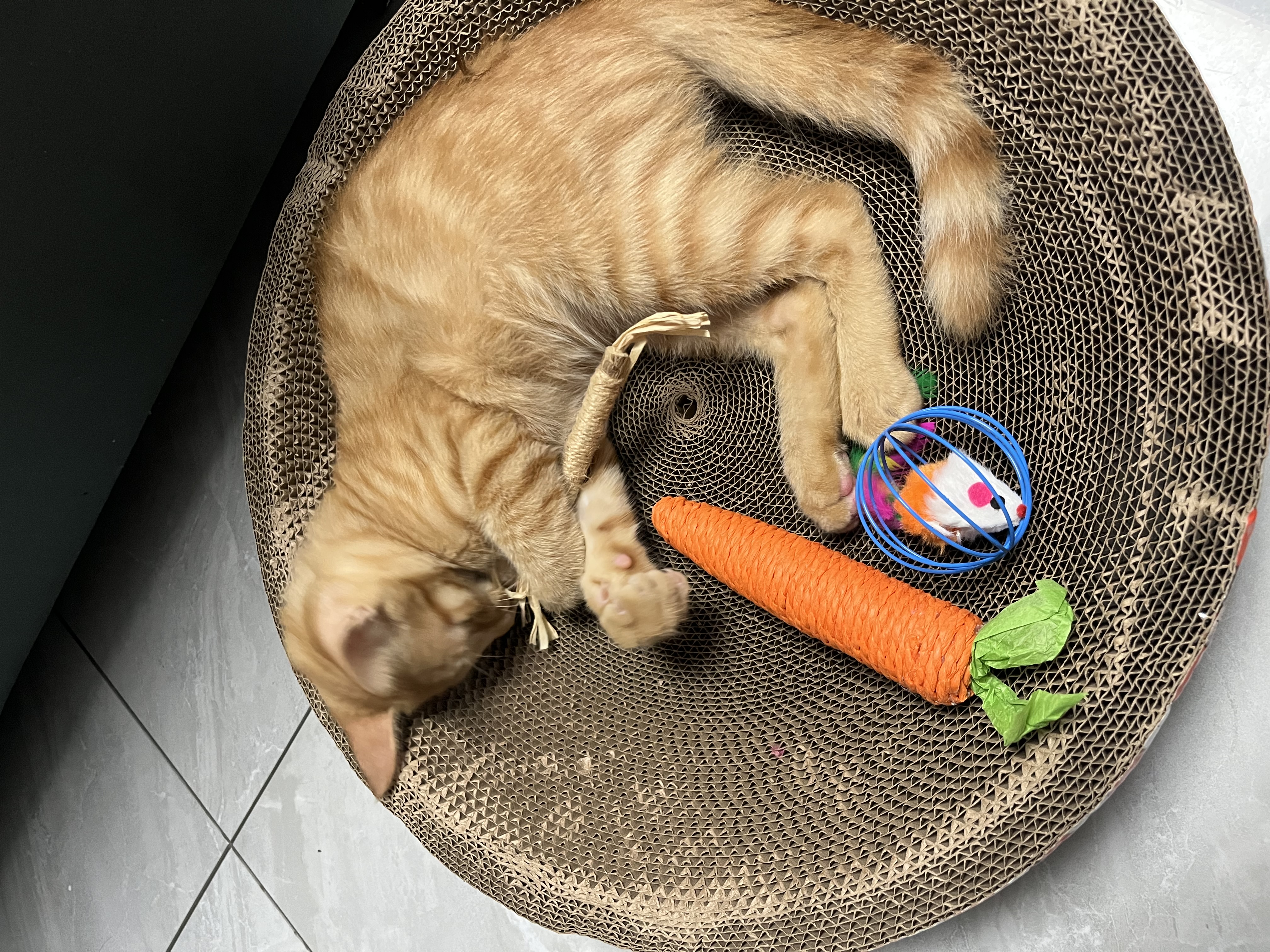 欢宠网猫玩具猫咪逗猫磨牙棒猫薄荷木天蓼自嗨解闷神器猫猫小猫幼猫宠物 实拍图