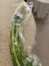 有机西芹400g 实拍图
