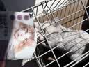 网易严选全价冻干双拼猫粮3.0 猫干粮成猫幼猫通用高鲜肉粮 自营金选1.8kg 实拍图