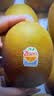 佳沛（zespri）新西兰金奇异果10粒巨大果146-175g猕猴桃水果礼盒 实拍图