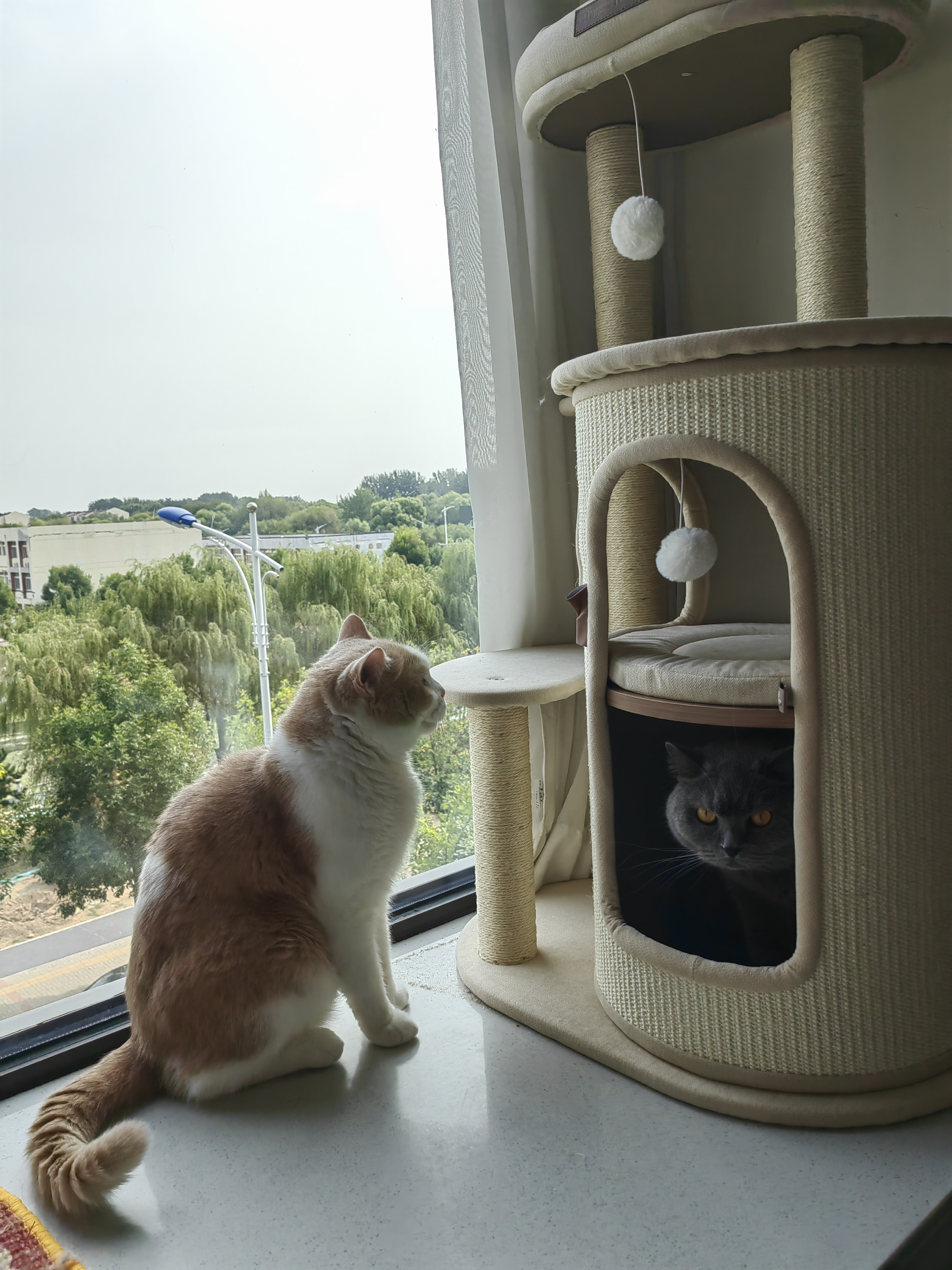 华元宠具秋冬保暖猫爬架小户型抓桶不占地四季通用猫窝一体家用多层剑麻桶 实拍图