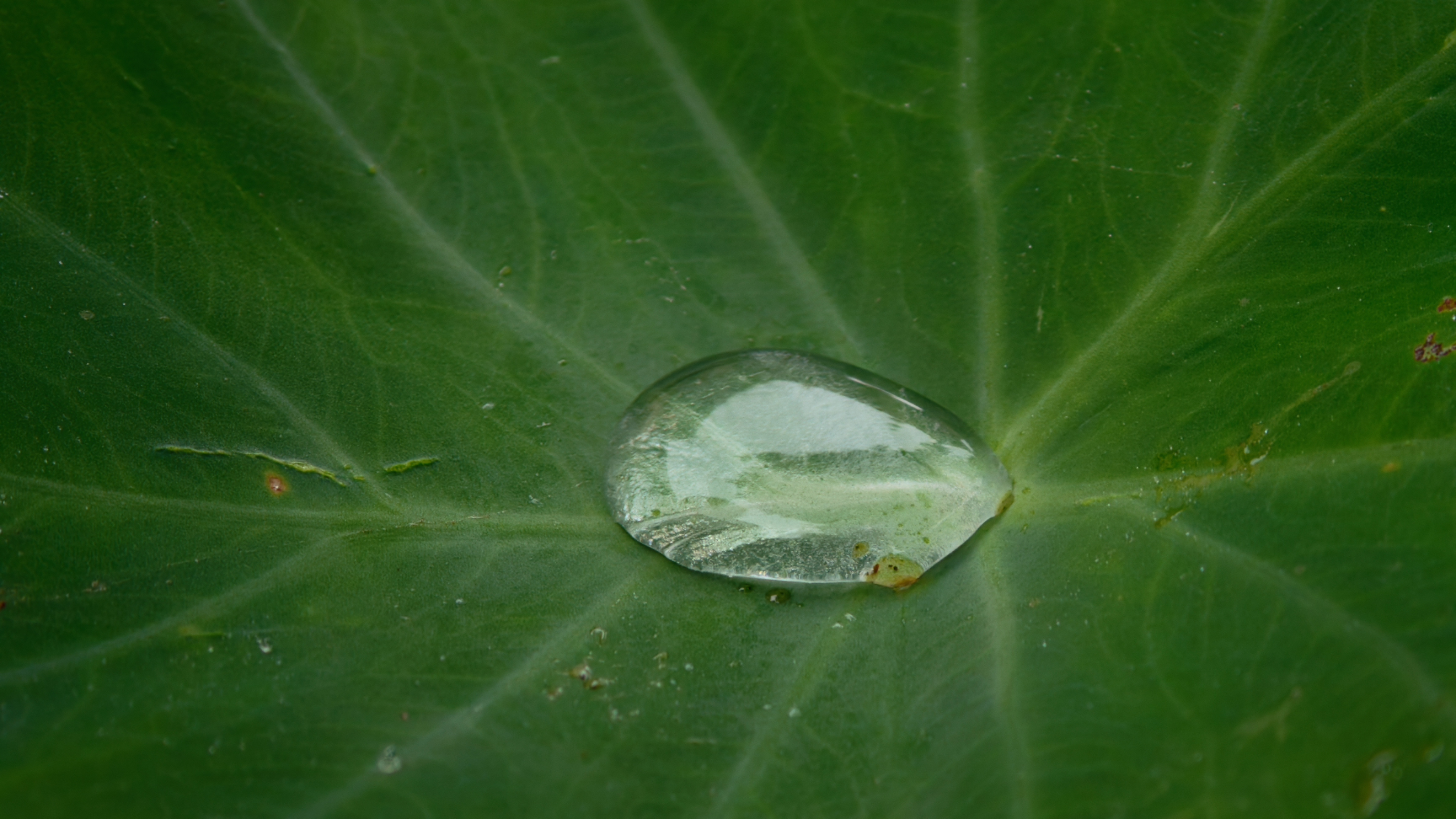 SOFT99年间镀膜防水蜡日本进口 汽车蜡打蜡抛光养护蜡保护车漆增亮 200g 实拍图