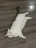 皇家猫粮 挑嘴成猫猫粮 高适口性 EF38 通用粮 12月以上 4KG 实拍图