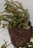 疯狂水草鱼草缸水草造景水草植物直接入缸火山石40-60cm缸源头直发包邮a 实拍图