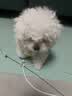 嬉皮狗小狗狗牵引绳背心式遛狗绳子小型犬胸背带狗链子 S码 建议1-6斤 实拍图
