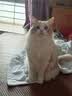 LEGENDSANDY蓝氏全价猫粮生骨肉冻干成猫幼猫猎鸟乳鸽9kg(1.5kg*6)【囤货装】 实拍图