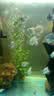 森森鱼缸增氧泵水族箱氧气泵家用小型充氧泵LQE-400 5W双孔+全套配件 实拍图