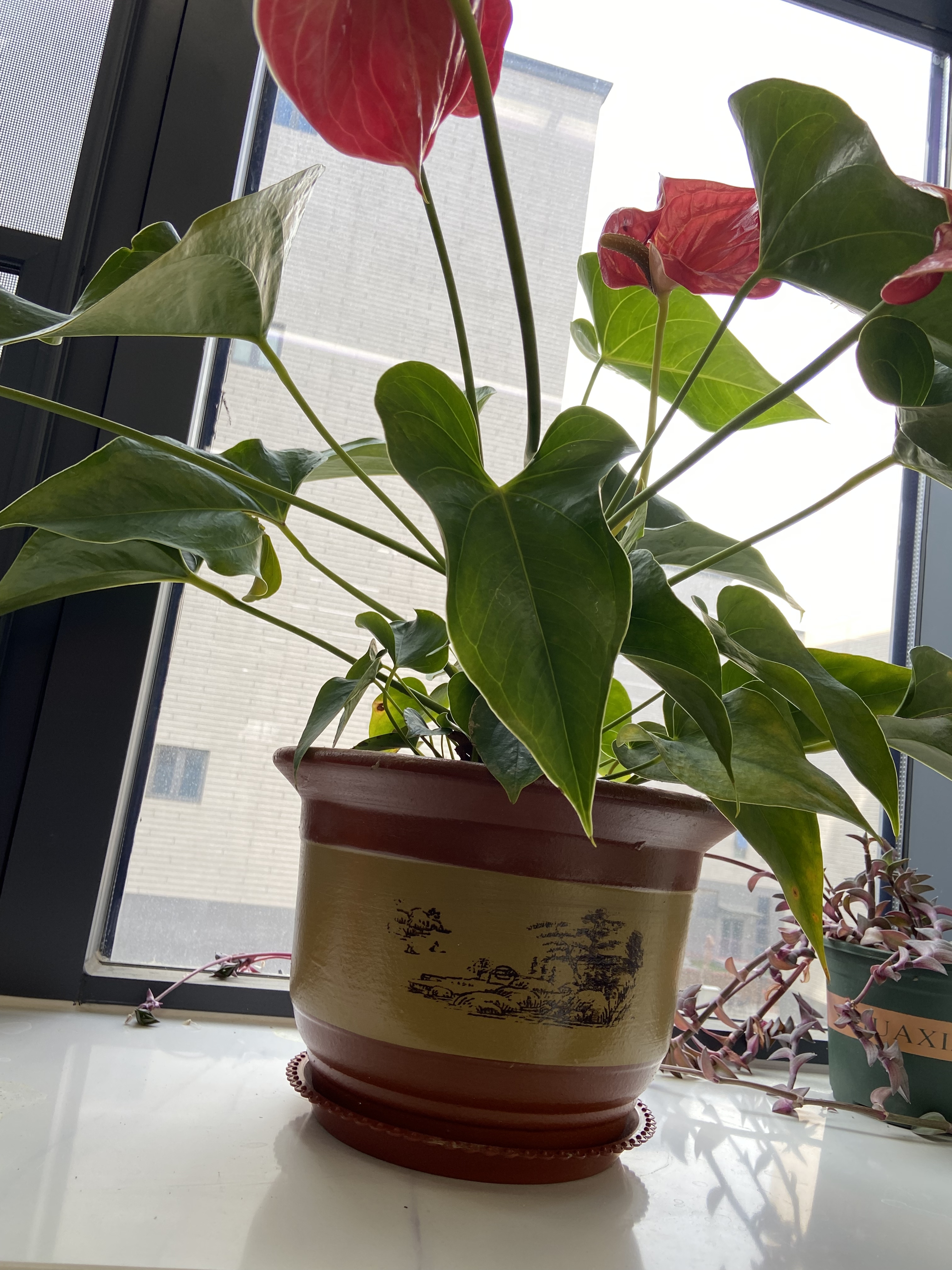 紫砂陶瓷花盆特大号花盆粗砂陶土大码陶瓷盆批发落地盆景花卉绿植 大小口径28+32两个盆送托盘 实拍图