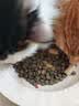 LEGENDSANDY蓝氏全价猫粮生骨肉冻干成猫幼猫猎鸟乳鸽9kg(1.5kg*6)【囤货装】 实拍图