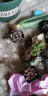 心头肉多肉植物集合 室内桌面绿植花卉苗微型盆景 懒人肉肉盆栽 大和锦直径4-5厘米 实拍图