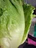【烧烤季】钟灵山罗马生菜400g 实拍图