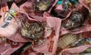 德州扒鸡山东特产熟食零食休闲食品独立包装五香味德州扒鸡大鸡腿65g*14 实拍图