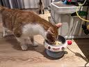 多特思猫罐头猫湿粮主食罐浓汤补水罐猫咪零食下午茶金瓜奶露60g*6罐 实拍图