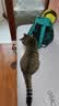 LEGENDSANDY蓝氏全价猫粮生鲜高能系列成猫幼猫 试用 试吃 猎鸟乳鸽 50g*5 实拍图