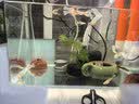 彻朗静音水泵鱼缸潜水泵循环泵底吸泵海水缸小型家用过滤抽水泵8w 实拍图