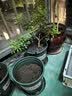 九千谷花盆加仑盆 园艺种植家用塑料花盆兰花盆带托盘24*24cm3个装5082 实拍图