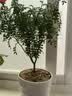 京云梦清香木盆栽胡椒木防蚊虫驱蚊草土培好养绿植室内塑料盆源头直发 实拍图