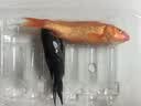 金鱼活体观赏鱼锦鲤草金鱼冷水鱼黑金锦鲤黄金锦鲤白金锦鲤小型鱼 6-8cm黑+白+黄+红各一条【共4条】 实拍图