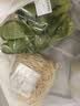绿豆芽300g 实拍图