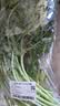 蒿子杆300g(茼蒿） 实拍图