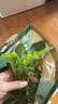 史丹利叶菜型复合肥2.5斤 蔬菜用有机肥料韭菜油菜生菜香菜种菜家用肥料 实拍图