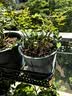 果汁阳台月季花苗四季开花卉盆栽绿植物室内花易活玫瑰带花苞庭院 果汁阳台【大花浓香，月月开分枝多】 【带花苞】【盆口径15cm】原盆冠25高35 实拍图