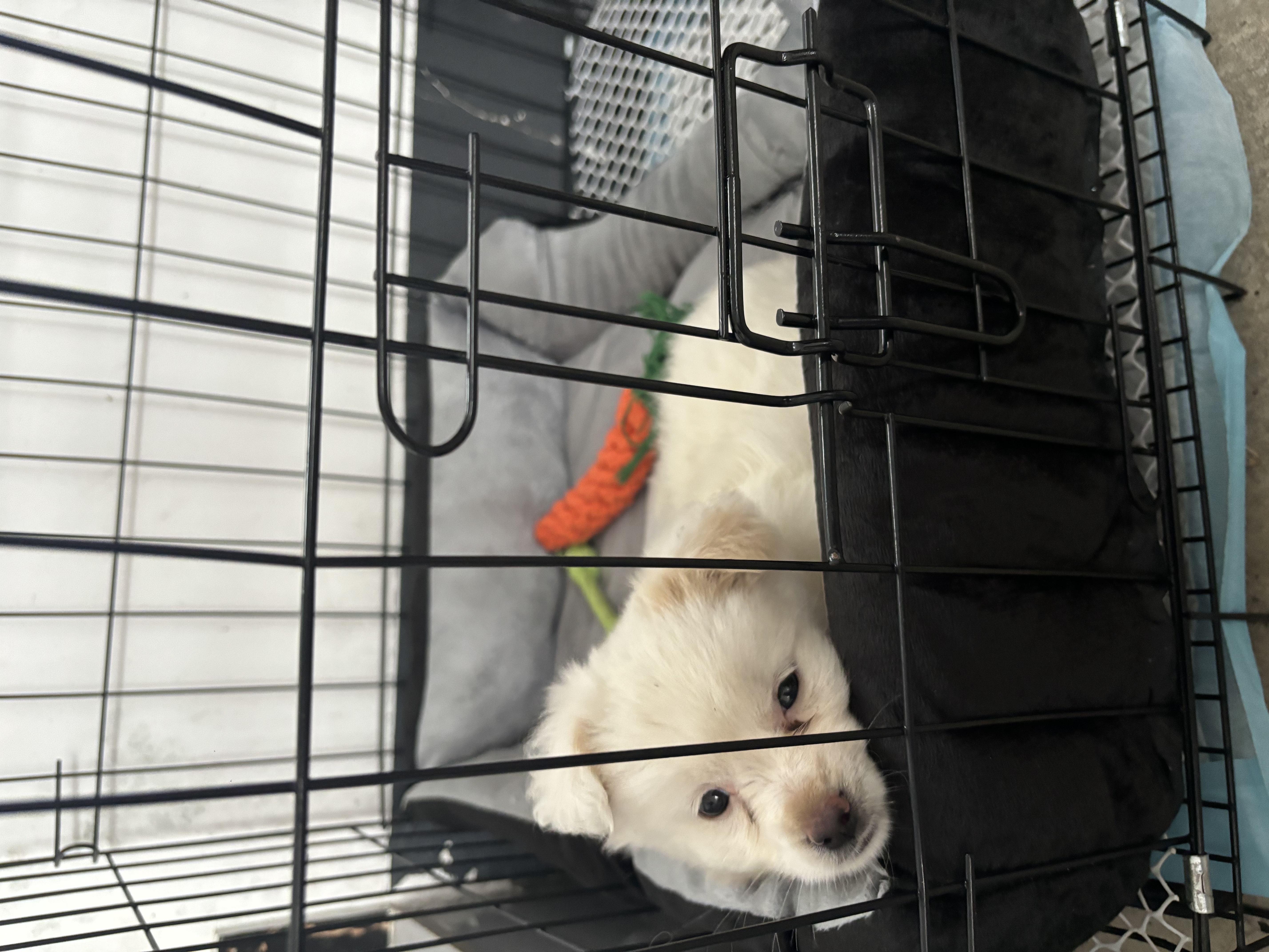 licheers猫狗窝四季小型犬宠物猫咪睡垫秋冬季舒适泰迪中大型犬狗垫子 S号 实拍图