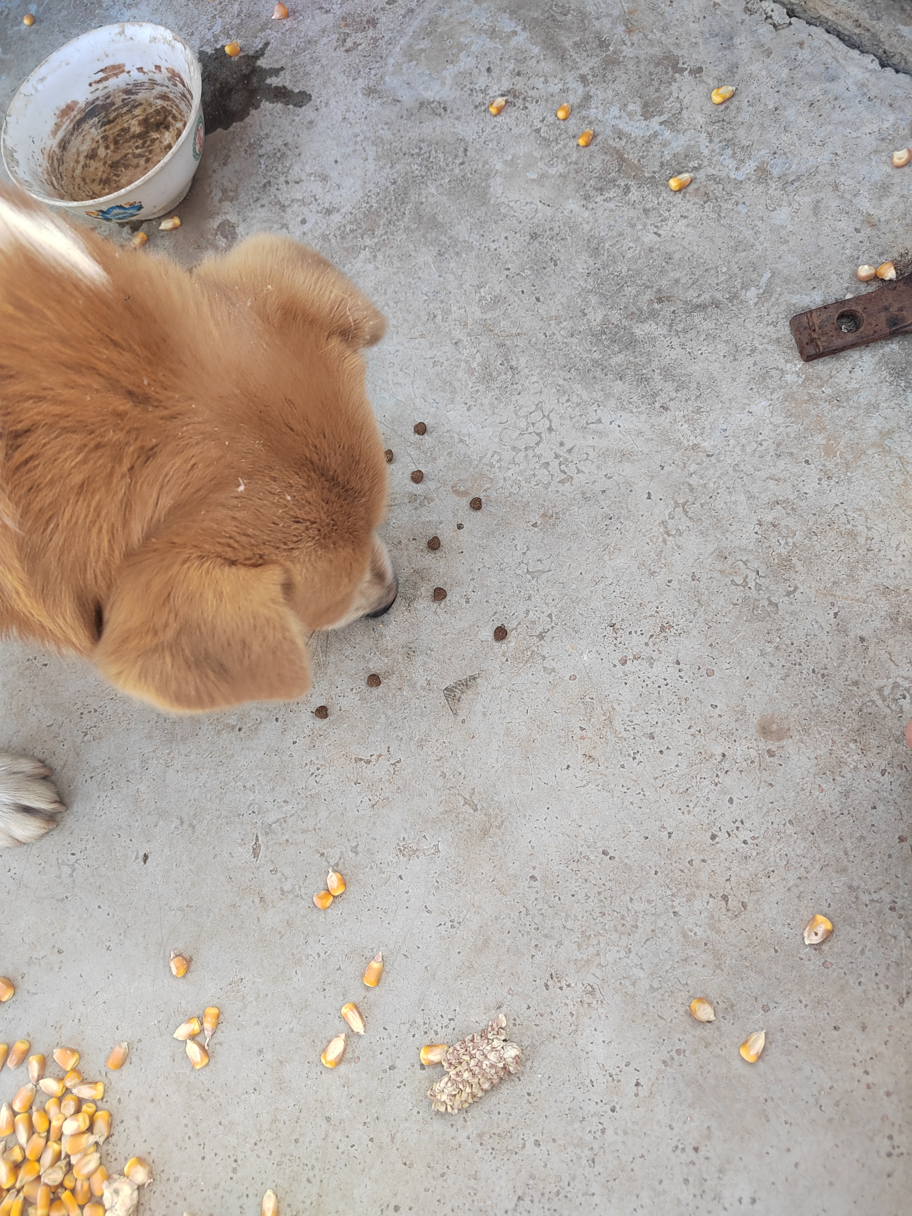 朗亲狗粮冻干三拼泰迪金毛成犬幼犬大中小型犬通用型狗干粮2.5kg 实拍图