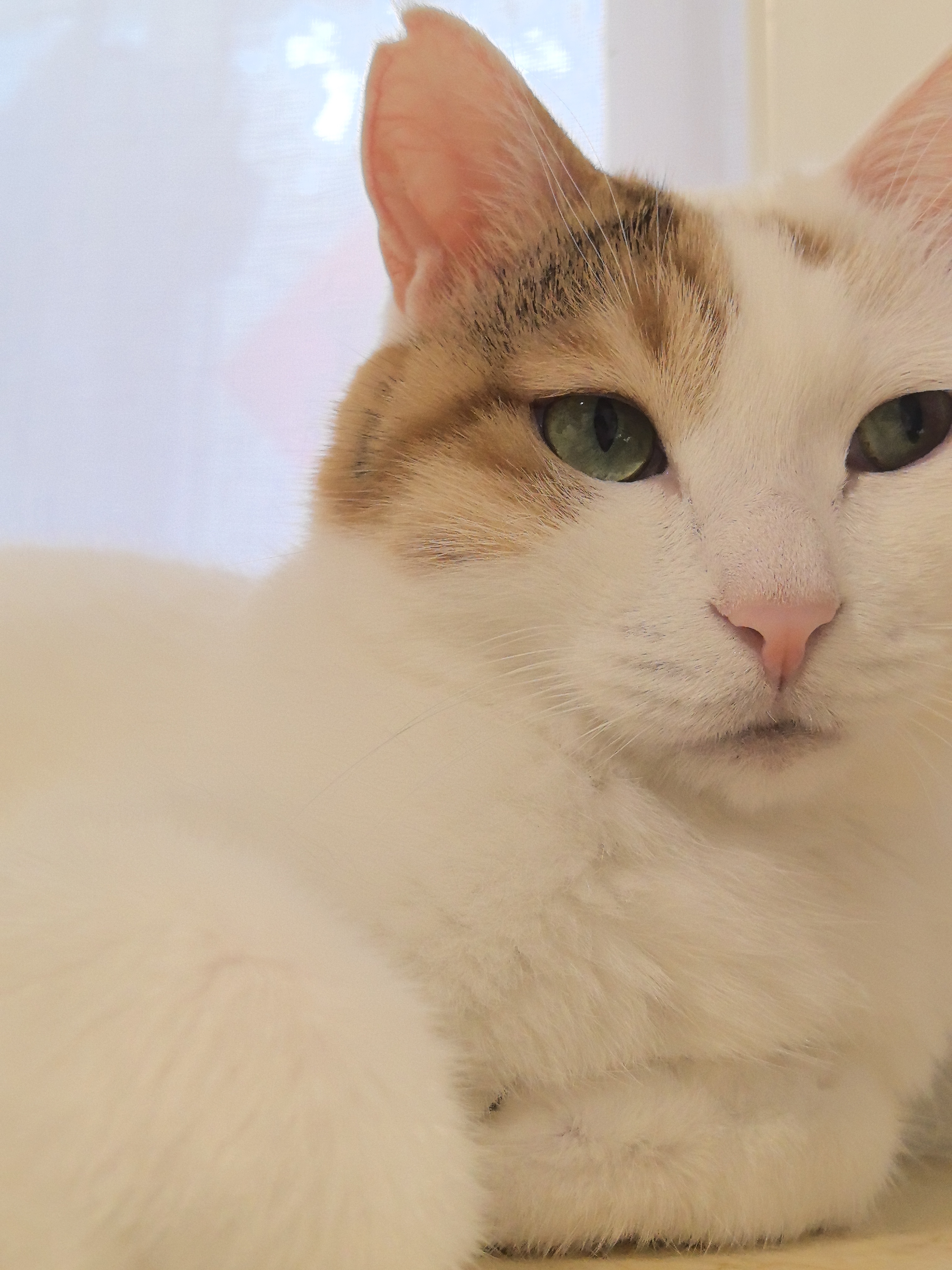 皇家猫粮 挑嘴成猫猫粮 高适口性 EF38 通用粮 12月以上 4KG 实拍图