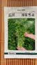 北蔬 香菜种子苗老品种小叶四季种盆栽菜籽 潍萫香菜籽种子10g约800粒 实拍图