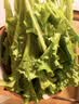 爱丽思（IRIS）种菜盆蔬菜种植箱塑料特大号阳台种菜专用箱神器户外花箱种花菜盆 热款 (70cm长)绿色 送隔网 实拍图