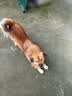 麦富迪狗粮 乖宝乐狗粮成犬通用均衡营养（牛肉蛋黄）10kg/20斤 实拍图