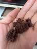 三只松鼠野生山核桃仁500g/盒每日坚果炒货休闲零食长辈聚会团购送礼盒 实拍图