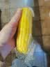 佳农内蒙黄糯玉米棒8袋*220g 真空锁鲜 源头直发 包邮 生鲜中秋送礼 实拍图
