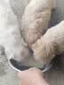 新宠之康 宠物羊奶粉400g狗狗猫咪成幼犬猫泰迪金毛羊奶粉营养补充 实拍图