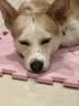 普安特宠物狗狗驱虫药犬驱虫体内外一体跳蚤犬虱非泼罗尼爱滴克 实拍图