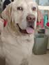宝路狗粮成犬大型犬狗粮牛肉味15kg均衡营养全价粮30斤【宠物金选】 实拍图