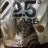 京东京造 天然钠基矿砂猫砂5kg*2 除臭钠基矿石抗菌铁锤平替 实拍图