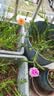花沃里营养土通用型12L 花土种植土种菜土兰花多肉土泥炭土椰砖有机土壤 实拍图