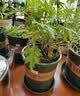 奥美优加仑盆花盆树脂透气防烂根塑料种植盆栽盆带托盘一体家用加厚 实拍图