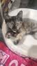 皇家猫粮 幼猫猫粮 幼猫奶糕 K36 通用粮 4-12月 2KG 实拍图