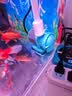 创宁水陆两用变频水泵静音过滤循环潜水泵CN9500-18W 10档流量调节 实拍图