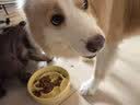 冠能狗粮大中型犬成犬狗粮2.5kg 全价狗粮 稳固免疫  实拍图
