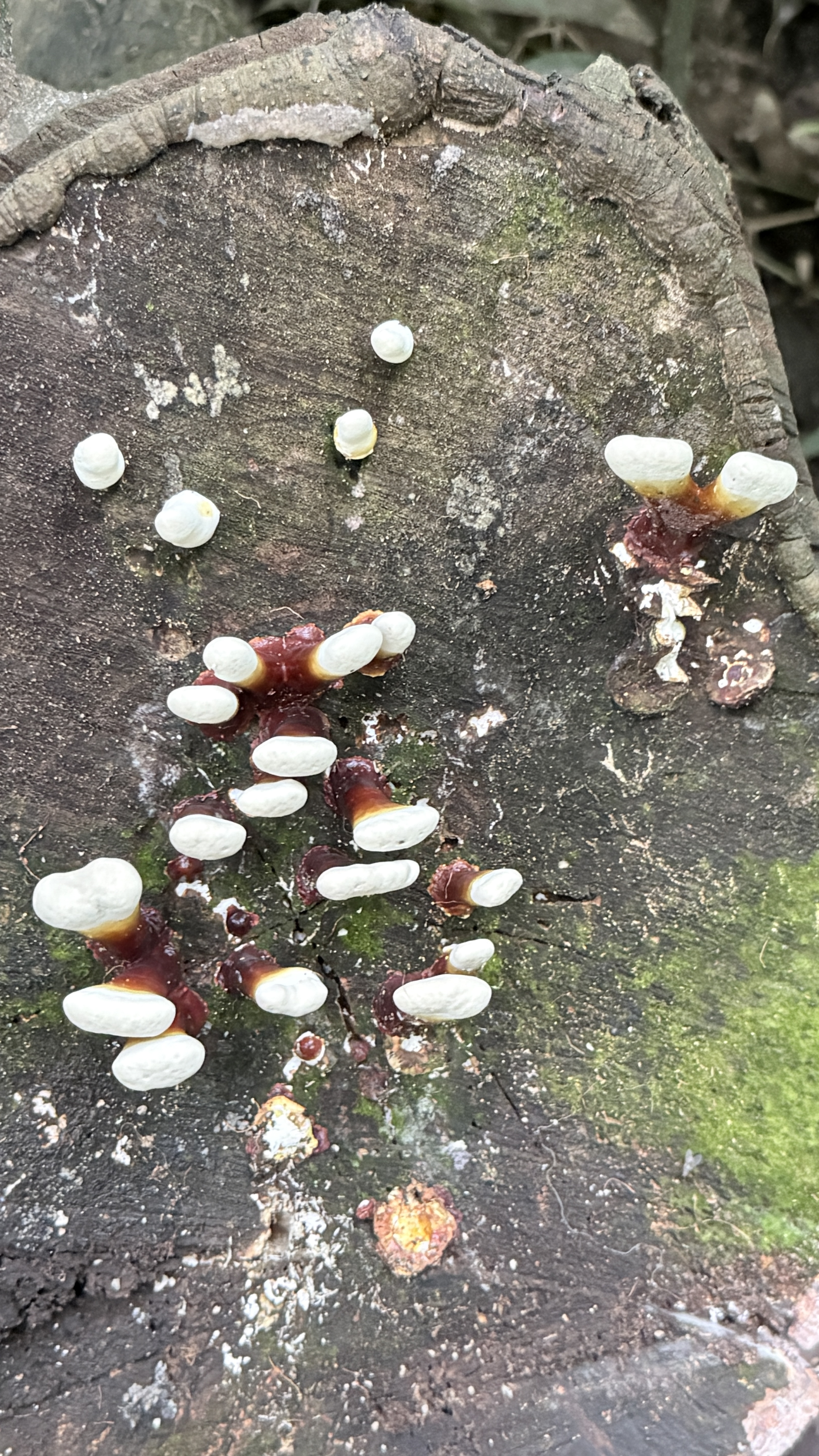 拜灭士德国拜耳蟑螂药杀虫剂杀蟑胶饵家用厨房全窝室内端除蟑螂饵剂 【加强版拍2送1】蓝珠杀蟑5g 实拍图