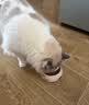 皇家（ROYAL CANIN）泌尿道全价处方猫粮MUC34（情绪舒缓）稀释尿液减少结石再生1.5KG 实拍图